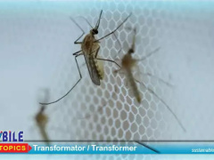 Zbog klimatskih promjena sve su češće virusne bolesti u Europi koje prenose komarci