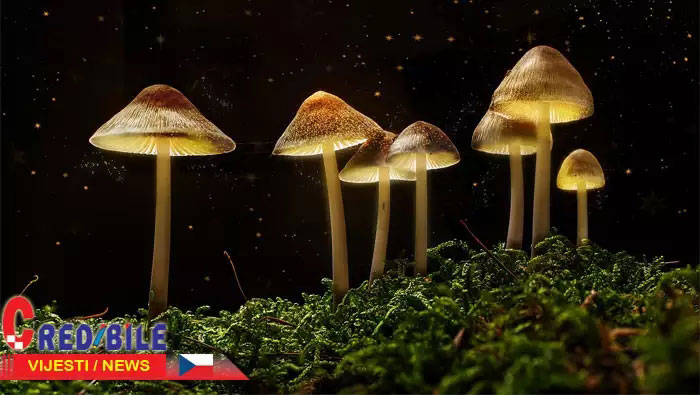 Češka legalizira halucinogene gljive