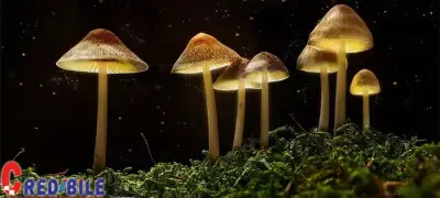 Če&scaron;ka spremna legalizirati halucinogene gljive za liječenje mentalnih bolesti