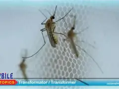 Zbog klimatskih promjena sve su če&scaron;će virusne bolesti u Europi koje prenose komarci